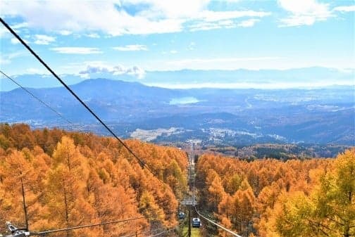 金色的落叶松树达到顶峰