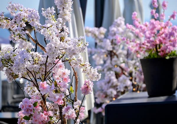 屋顶露台图像（樱花装饰品供应至4月28日星期二）