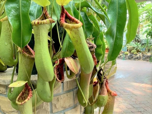 Nepenthes (pitcher plant)