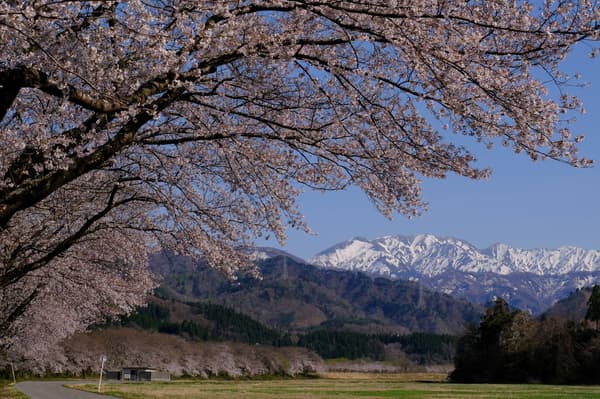 胎内川沿岸的樱花
