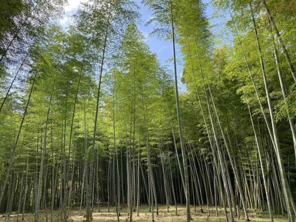 BAMBOO BASE KATSUURA의 대나무 숲