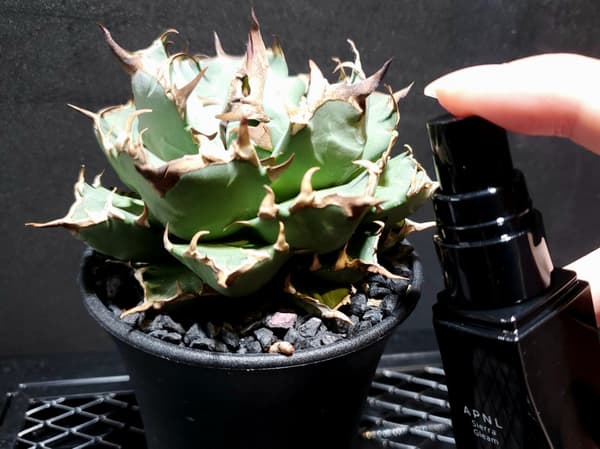 Sierra Gleam junto a un agave en maceta
