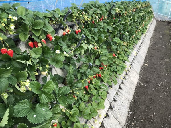 石垣草莓温室