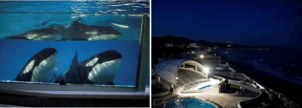 Orca berenang di balik dinding kaca tangki di sebelah kiri, dan area kolam bergaya stadion di malam hari di sebelah kanan