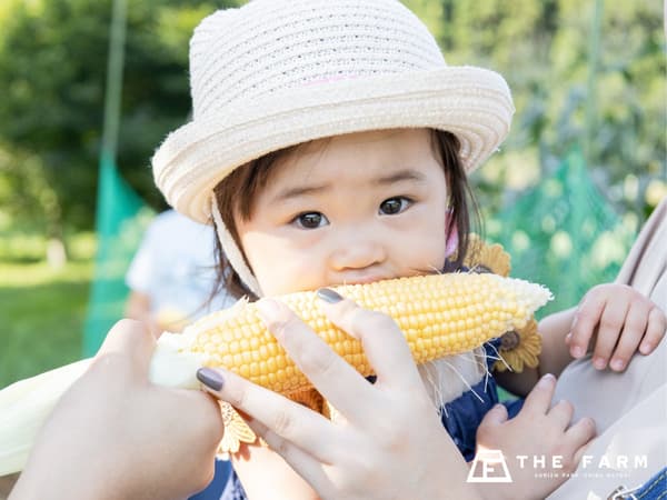THE FARM每日清晨采摘的玉米