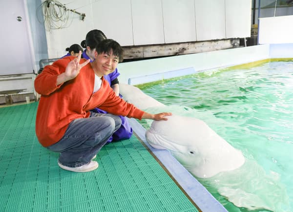 Beluga touch experience at Kamogawa Sea World