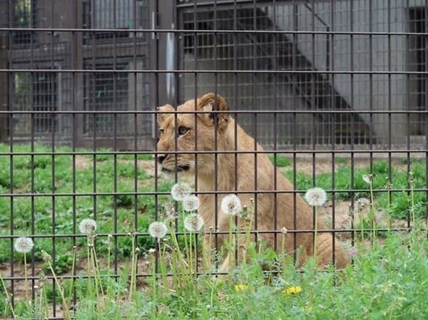 논호이 파크의 사자 세 쌍둥이
