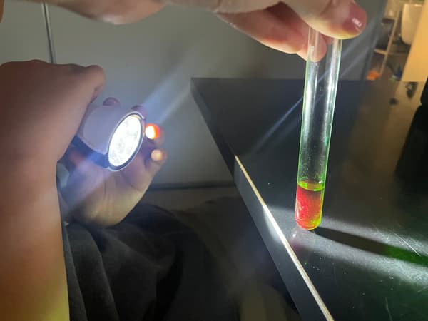 Children searching for nocturnal insects at night