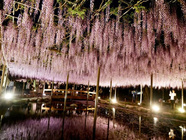 Night illumination of wisteria trellis