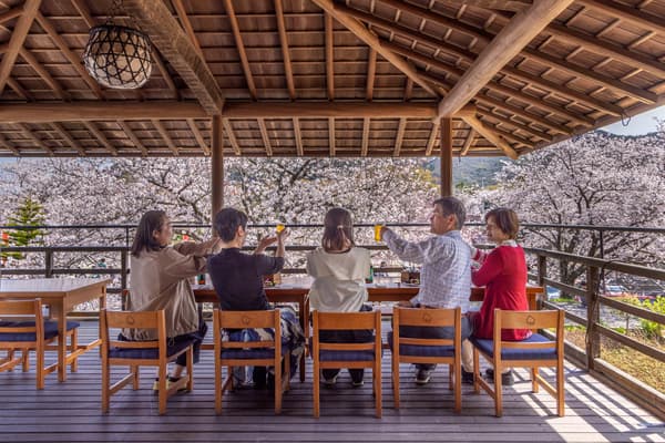 在櫻花樹正前方享受輕鬆時光