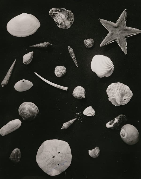 恩地孝四郎，来自系列“博物馆志”，1938-42，明胶银盐照片，东京都写真美术馆藏