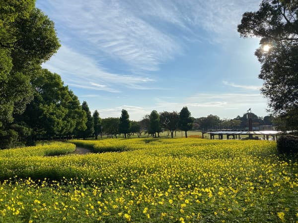 El gran macizo de flores en plena floración
