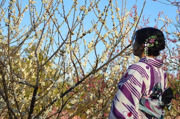 通过租赁和穿着服务，游客可以穿着和服欣赏梅园