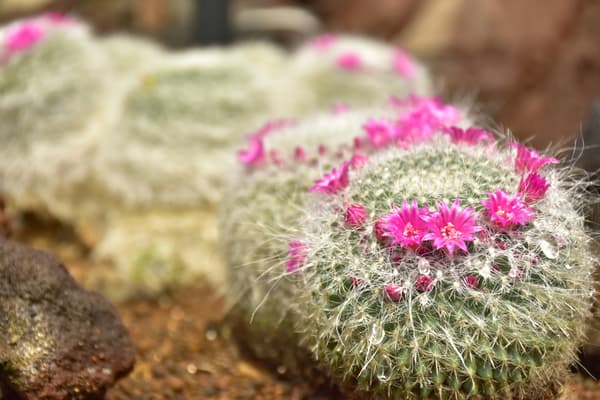 玉翁（Mammillaria hahniana）