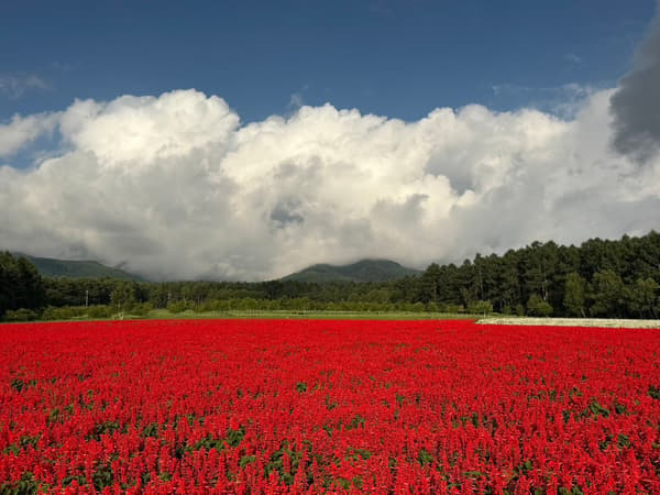 Ladang salvia merah