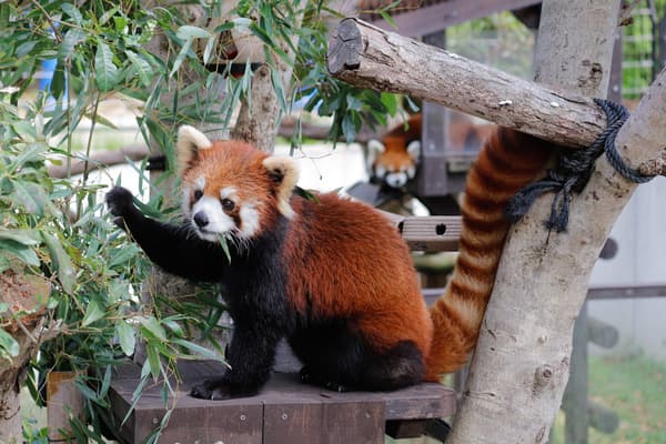 탐색 중인 레서판다 아코