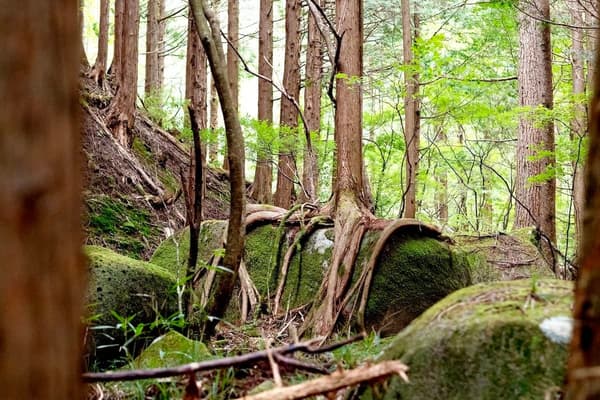 Trail along a stream