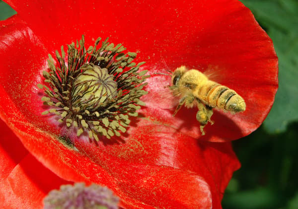 Honeybee collecting pollen from a poppy