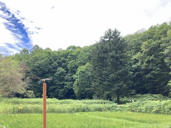 稻田广场
