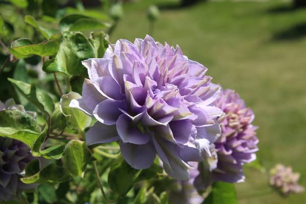 Clematis (salah satu koleksi terbesar di wilayah Kinki)