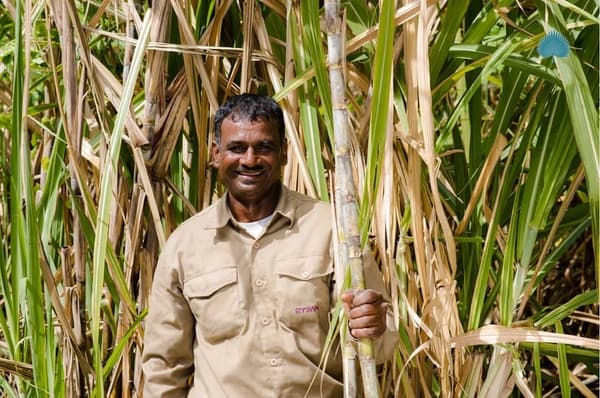 New Grove Rum Aging Process