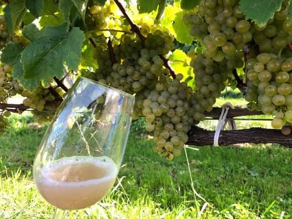 Grapes just before harvest, shaped by Hokkaido's terroir