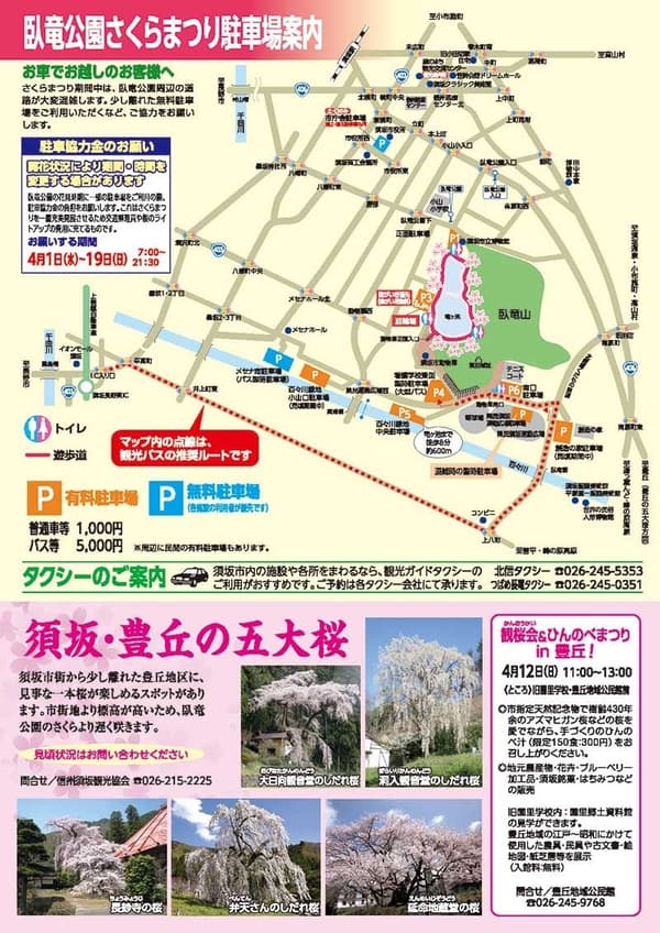 臥龍公園的夜櫻