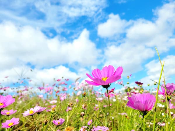Cosmos field in a previous year