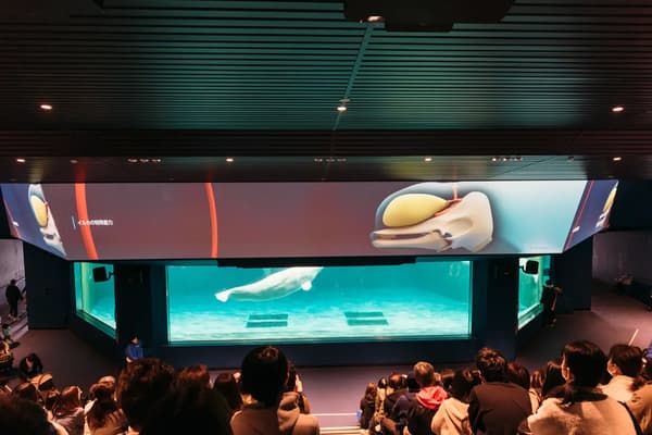 Tecnología de visualización de ondas ultrasónicas del Marine Theater