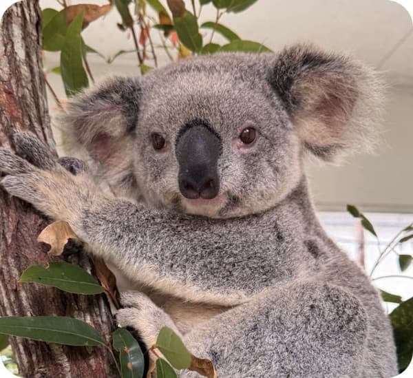 Bubbles the koala