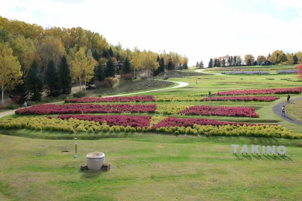 Rooftop view over the kochia field