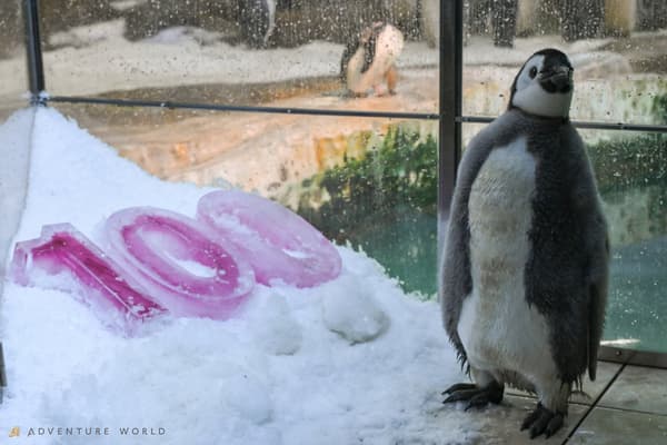 带有冰雕的帝企鹅宝宝