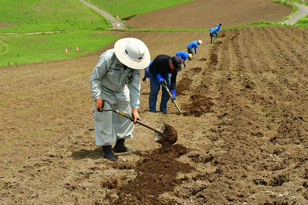 Digging planting holes