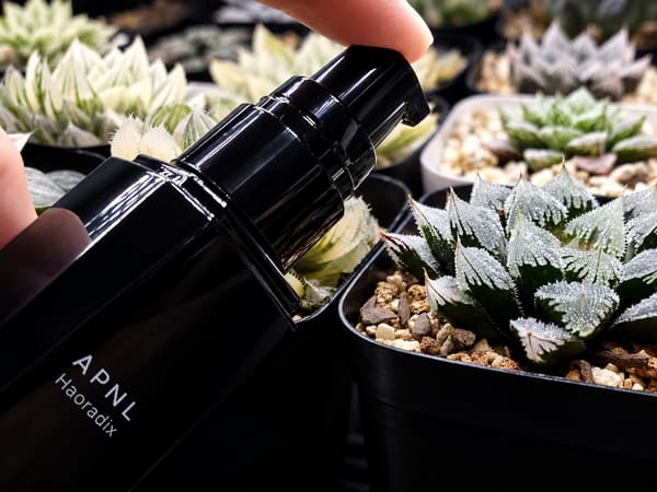 Haoradix junto a una haworthia en maceta