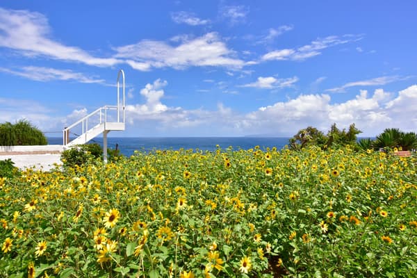 Sunflowers adding color to the photo spots