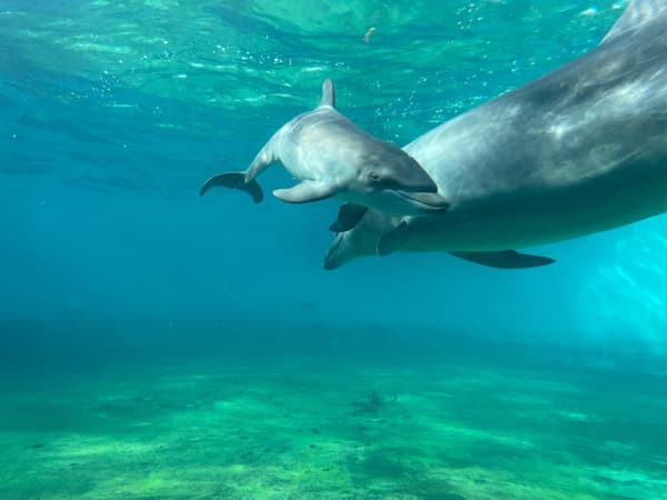 The baby dolphin swimming close to her mother, Marl