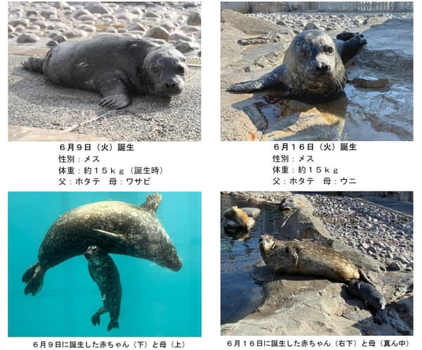 位於海洋互動區鰭足類海灘的海豹家庭