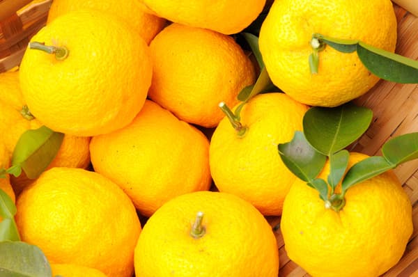 來自靜岡縣川根本町的柚子