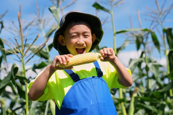 Rahasia manisnya jagung Kintaro