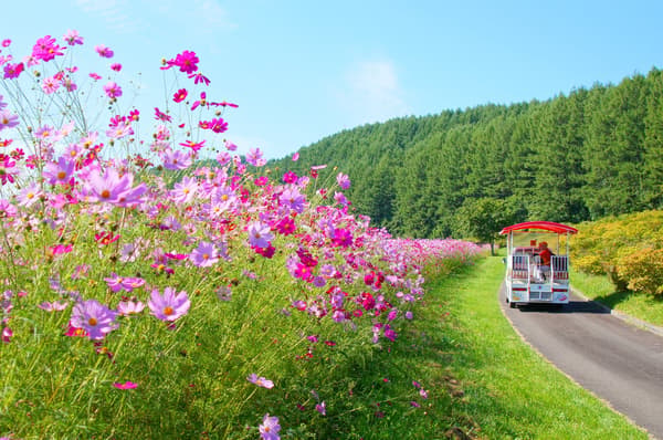 Visitors can view the grounds by paid sightseeing cart