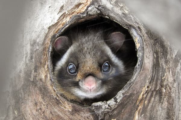 Observación de ardillas voladoras de Picchio