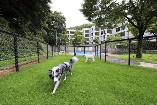 Outdoor dog run