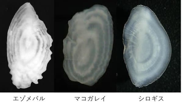 Otoliths from three different fish species