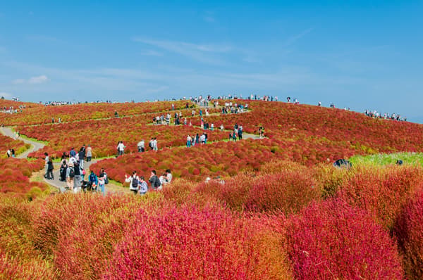 Kochia displaying brilliant autumn foliage
