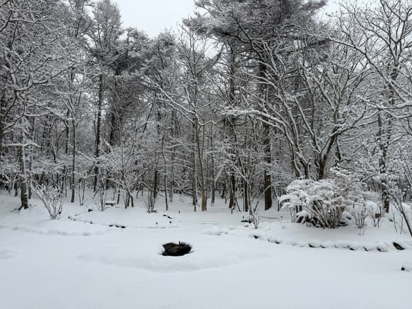 The Japanese garden in winter