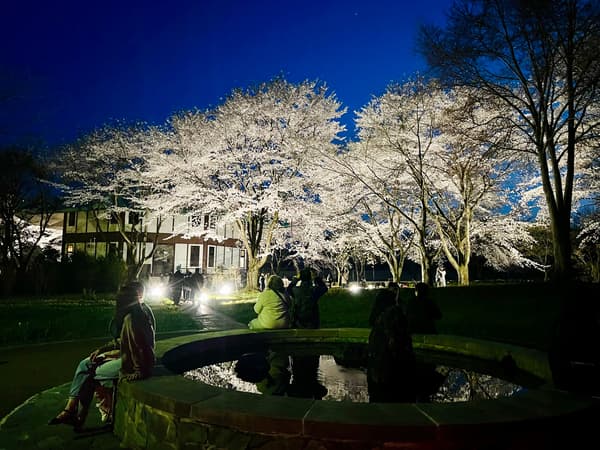 去年夜櫻燈光秀龜醬池畔景致
