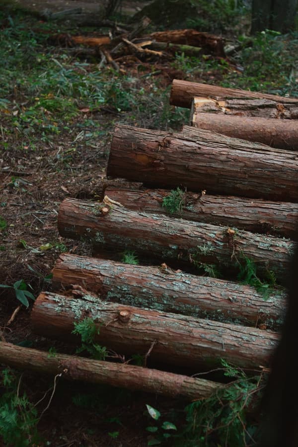 Branches and leaves of thinned wood