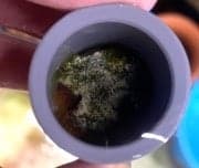 Parent lumpsucker guarding eggs inside a PVC pipe, with red egg clusters visible