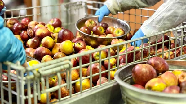 Hand selection of apples