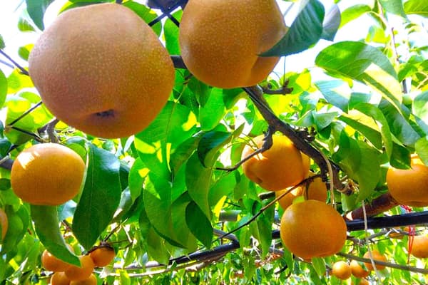 Imari pears grown to full sweetness and ready for harvest this year
